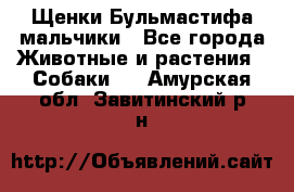 Щенки Бульмастифа мальчики - Все города Животные и растения » Собаки   . Амурская обл.,Завитинский р-н